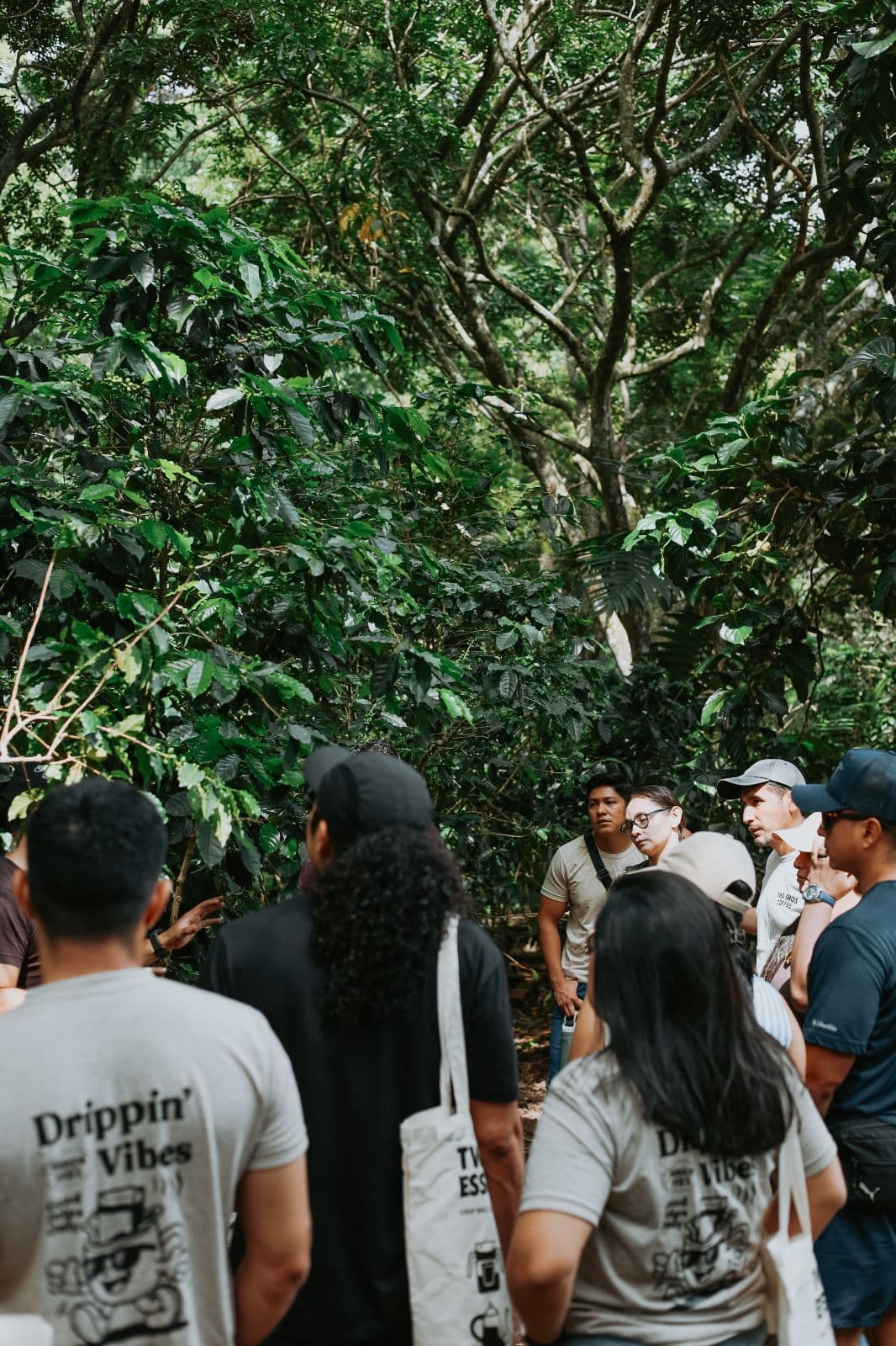 Hiking Among Coffee Plantations and Coffee Experience in Jayaque from Forest to Cup