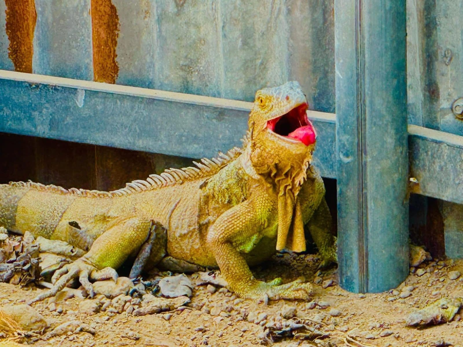 Tour in the Iguana Sanctuary and Lovers' Pool in La Joya, San Vicente